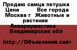 Продаю самца петушка › Цена ­ 700 - Все города, Москва г. Животные и растения » Аквариумистика   . Владимирская обл.